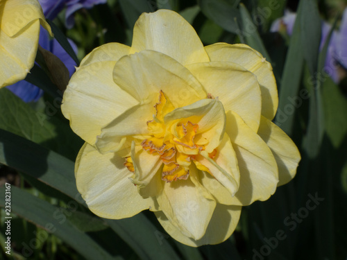 Nahaufnahme einer einzelnen gelben Blume.