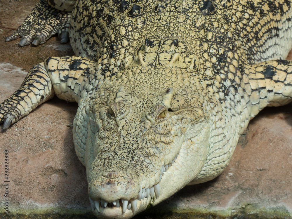 Fototapeta premium Alligator von vorne mit teilweise geöffnetem Maul