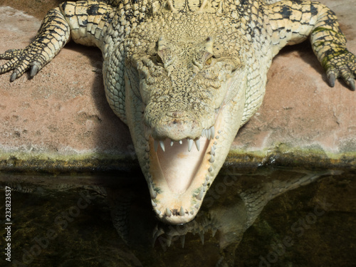 Alligator von vorne mit teilweise geöffnetem Maul 