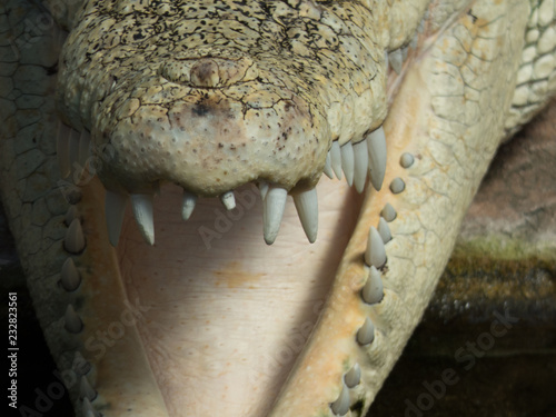 Nahaufnahme eines Alligator Maul