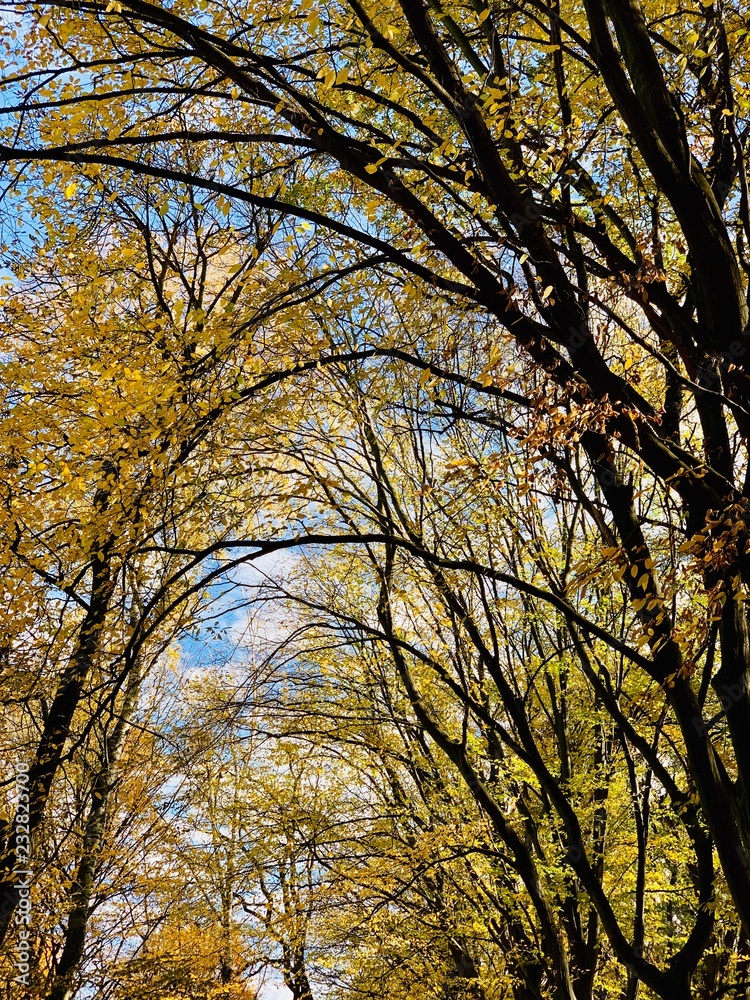 Beautiful lightning in trees in fall time Beautiful lightning in trees in fall time