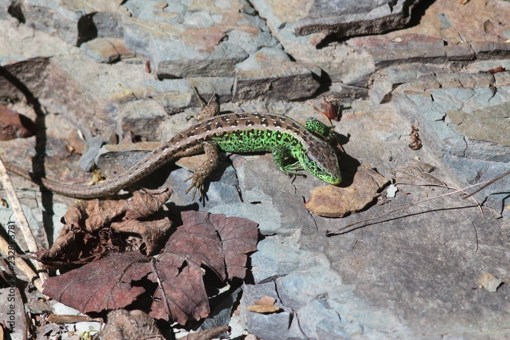 Obraz premium Mountain nature in summer