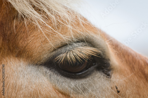 macro eye of a horse