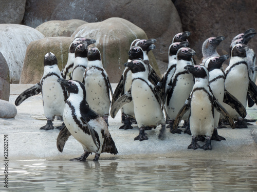 Eine Schar von Pinguinen vor der Fütterung