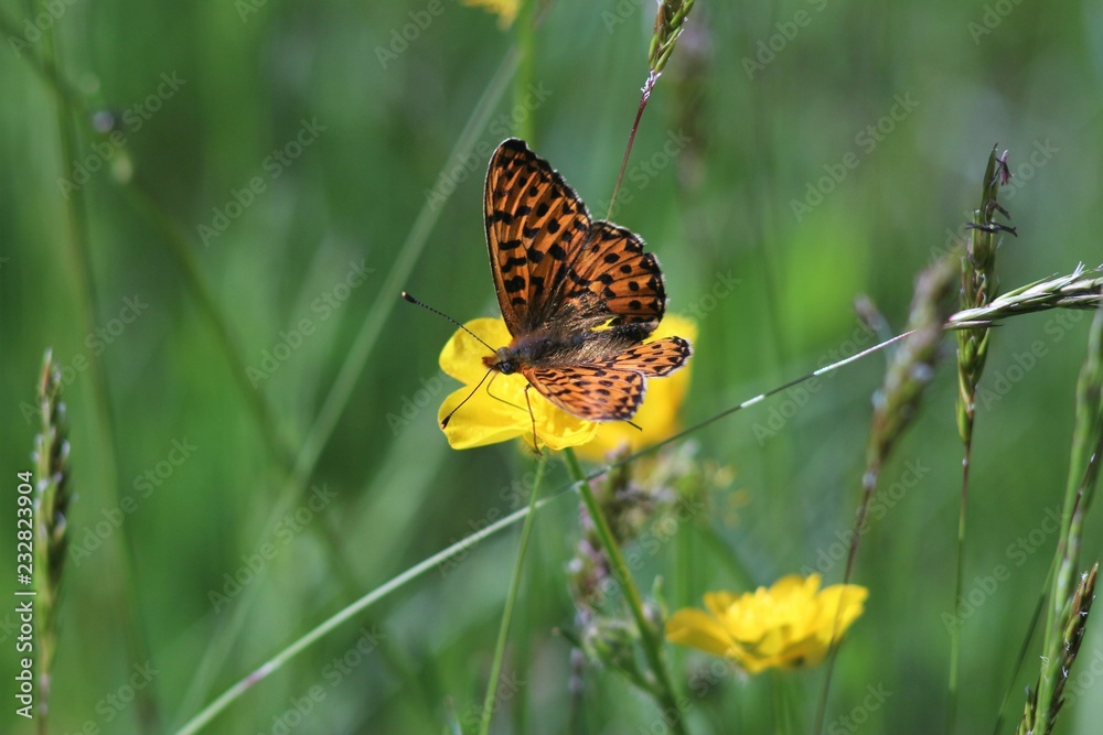 Obraz premium Mountain nature in summer