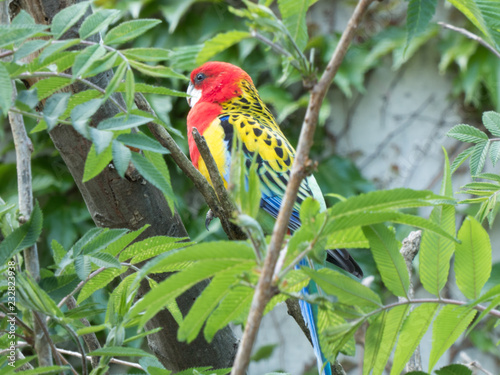 Bunter Wellensittich zwischen Ästen im Zoo.