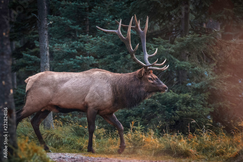 Dominant Elk bull during the rut season in Jasper National Park, Alberta, Canada