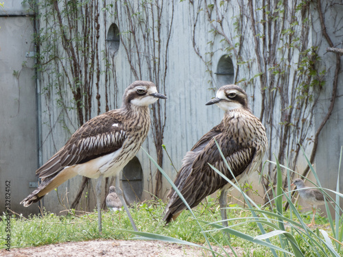 Nahaufnahme von zwei Wasservögeln.