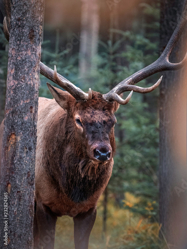 Dominant Elk bull during the rut season in Jasper National Park, Alberta, Canada