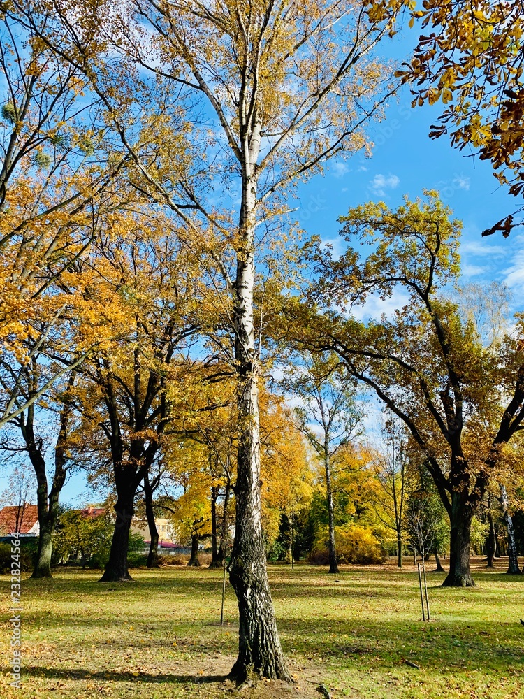 Beautiful lightning in trees in fall time