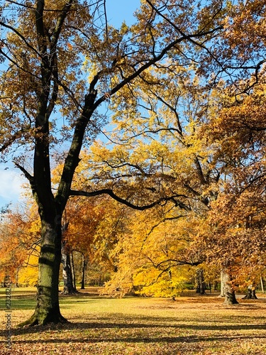 Beautiful lightning in trees in fall time