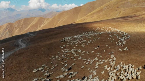 A flock of sheep grazing in the mountains 4K Drone