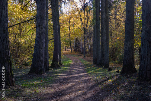 empty country road in autumn covered in yellow leaves