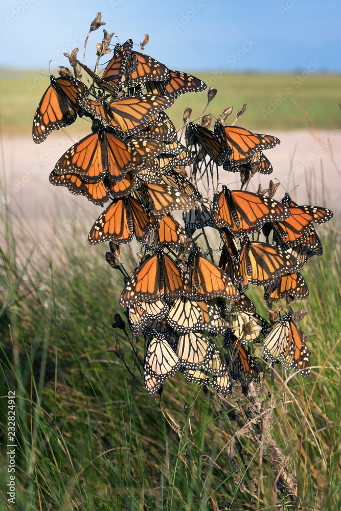 Naklejka premium Monarch butterfly (Danaus plexippus). Motyle wyczekują silnego wiatru podczas podróży na zimowiska. Texas Gulf Coast