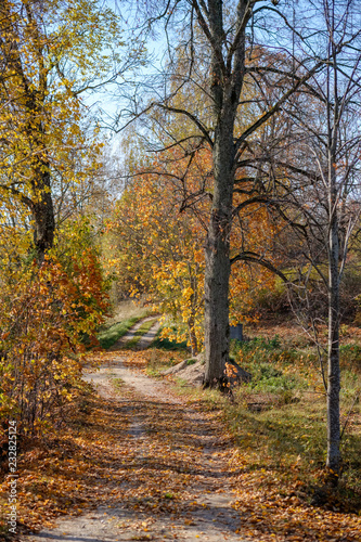 empty country road in autumn covered in yellow leaves © Martins Vanags