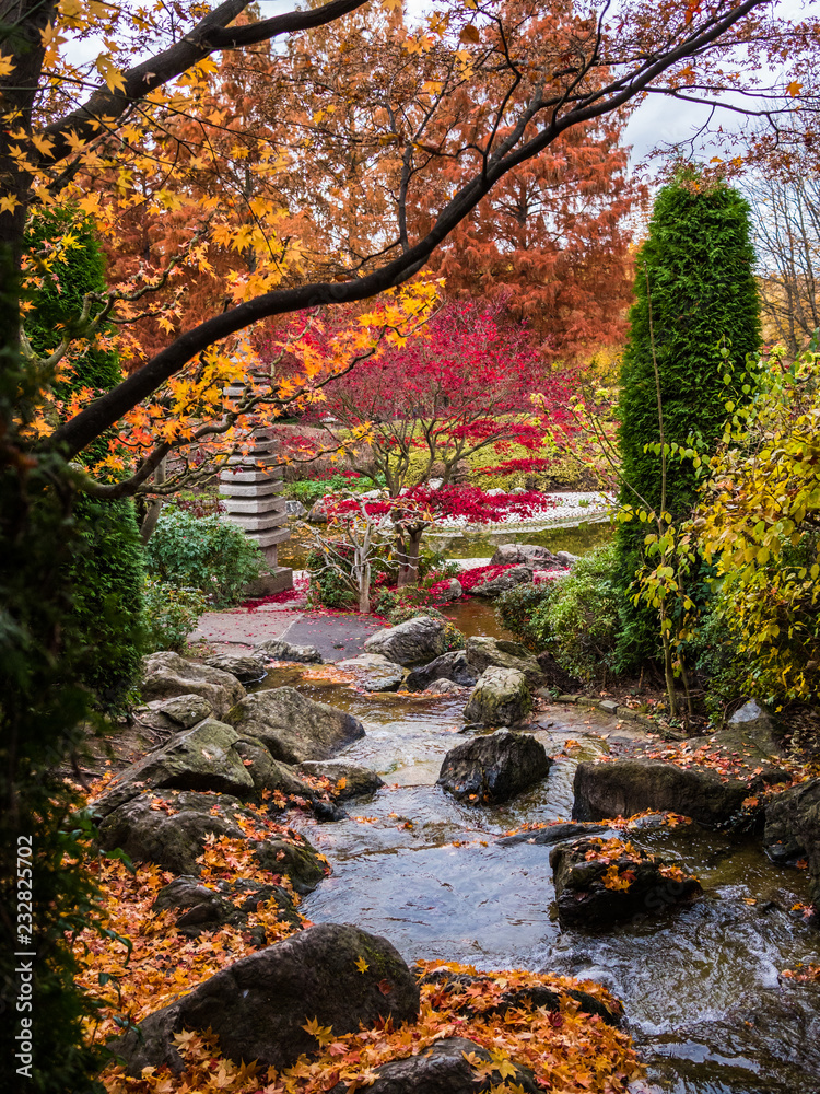 Japanese maple next to a small river in Japanese garden