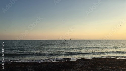 Seagulls are eating something in the sea. Sunset sky above the sea water 