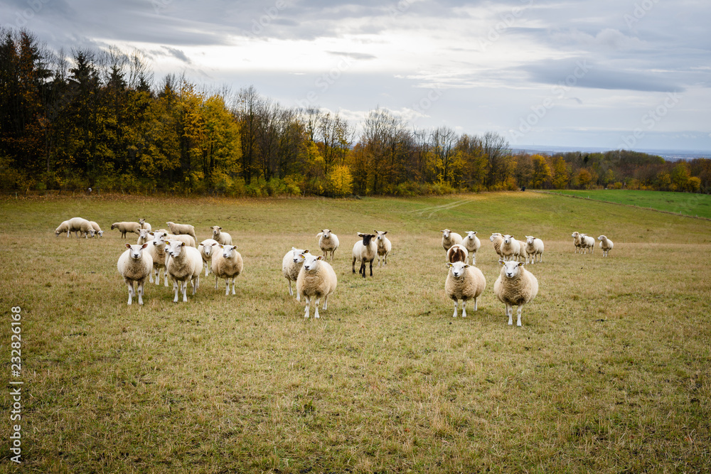Obraz premium Schafsherde auf der Wiese.