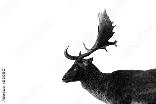 Deer Hirsch © Martin