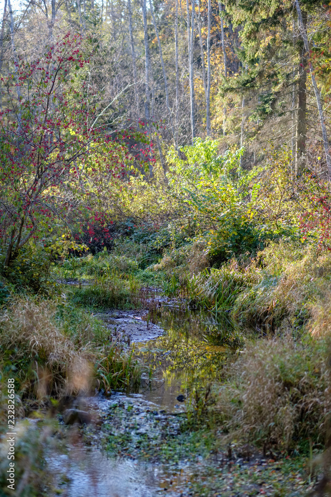 autumn colored trees and leaves in branches in park near body of water autumn colored trees and leaves in branches in park near body of water