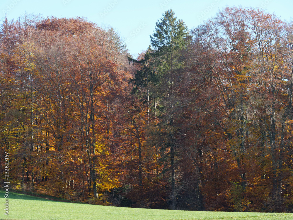 Herbstlicher Wald in Bayern