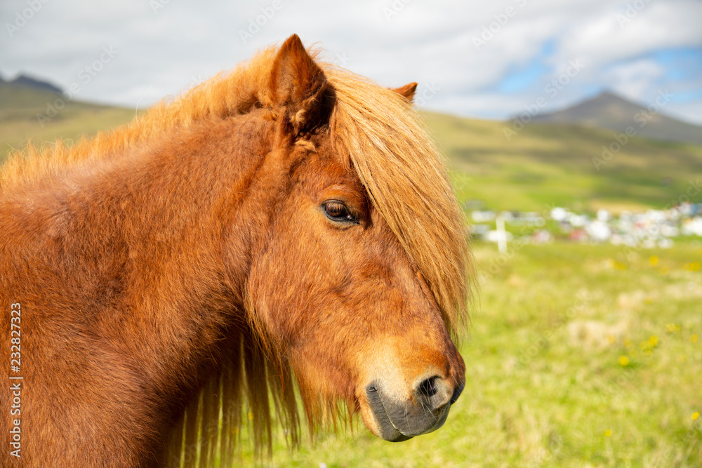 Fototapeta premium Icelandic Horse On A Summer Meadow, Mountain And Saksun Village On Background,