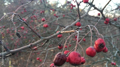 Colourful red berries in the autumn park