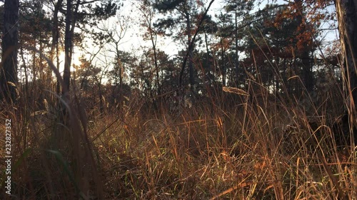 Colourful dry grass and trees in the forest