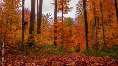 Foret d'automne