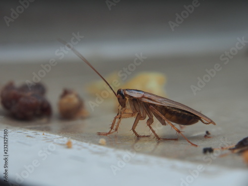 A cockroach stuck to the sticky paper. Domestic insect.