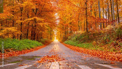 Foret d'automne