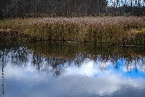 autumn colored trees and leaves in branches in park near body of water