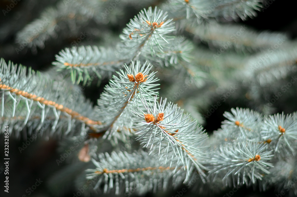 pine pine