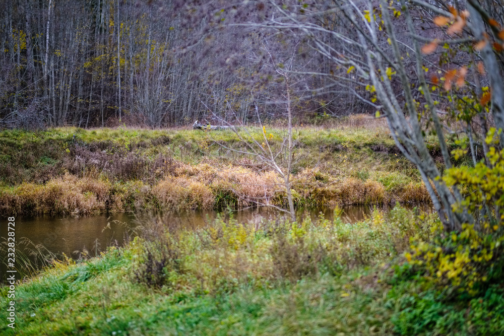 lonely trees with last colored leaves in branches shortly before winter