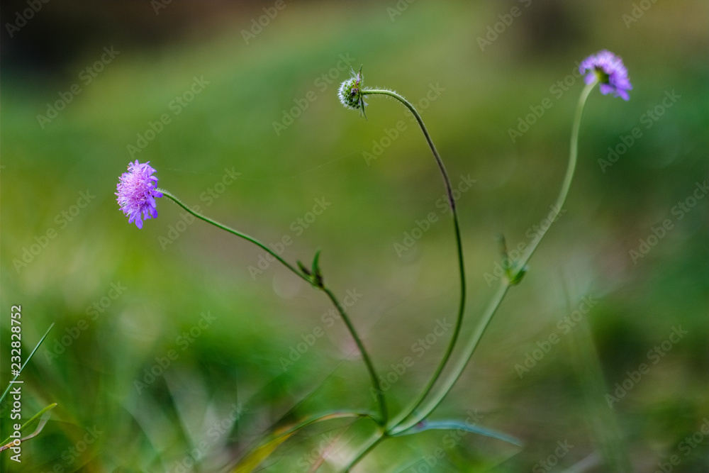 grass bents abstract nature texture with blur background grass bents abstract nature texture with blur background