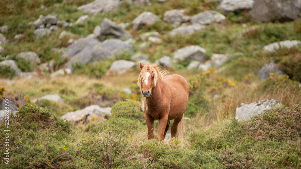 Fototapeta premium Stunning image of wild pony in Snowdonia landscape in Autumn