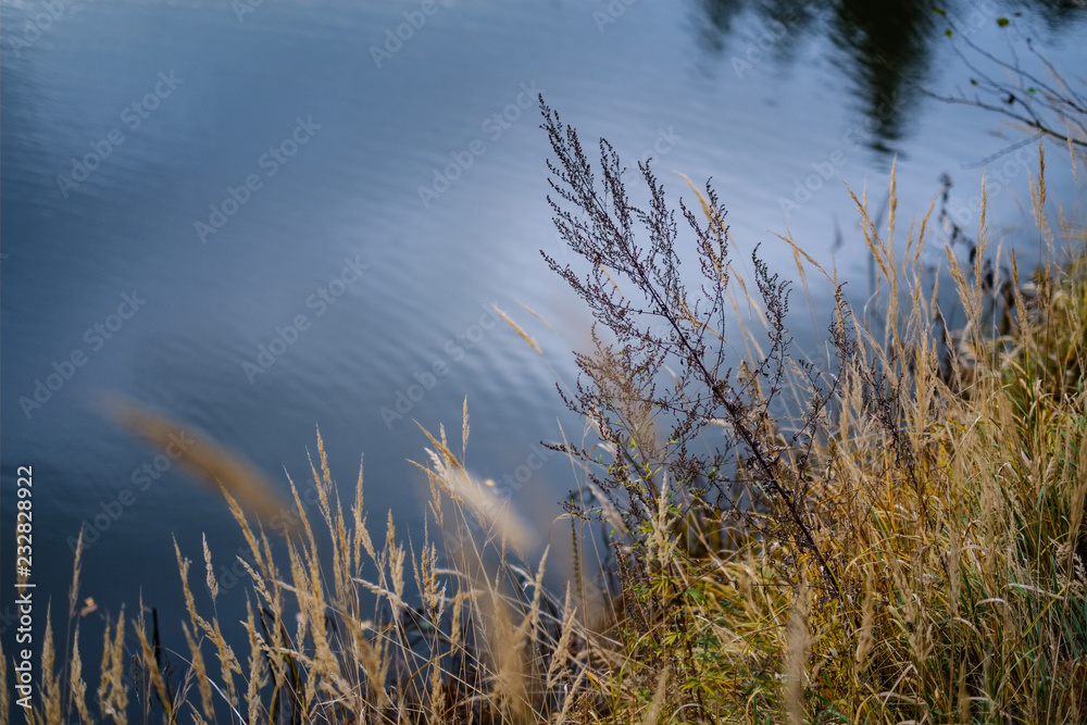 grass bents abstract nature texture with blur background grass bents abstract nature texture with blur background