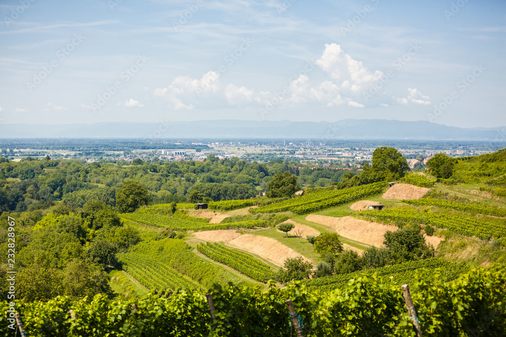 Landscape view to vineyards in rural southern Germany at sunny day