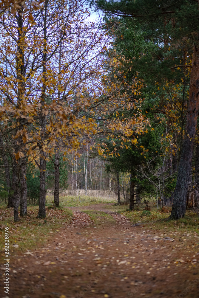 Naklejka premium lonely trees with last colored leaves in branches shortly before winter