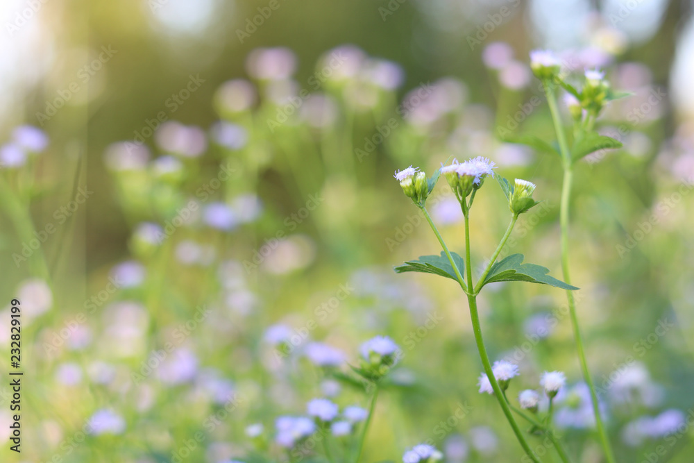 Cluster of light purple flowers or grass flower close up with nature blur background. Cluster of light purple flowers or grass flower close up with nature blur background.