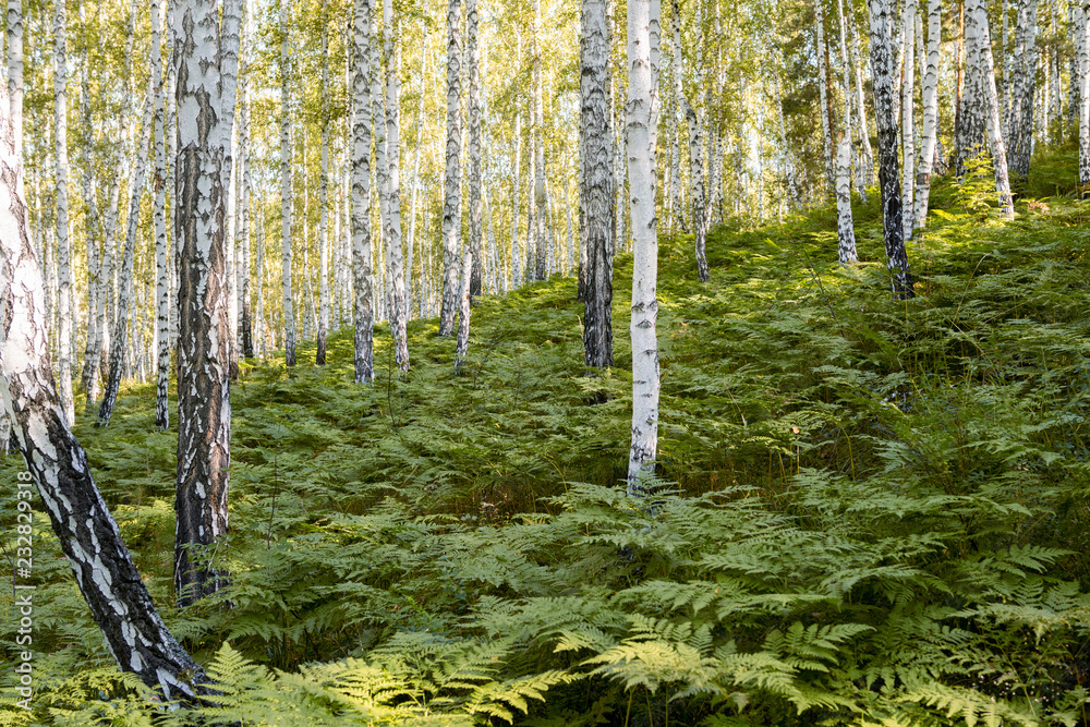 Obraz premium fern grows in birch grove