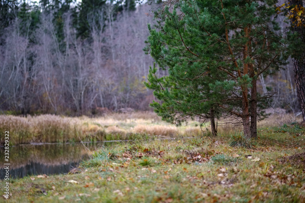 lonely trees with last colored leaves in branches shortly before winter lonely trees with last colored leaves in branches shortly before winter