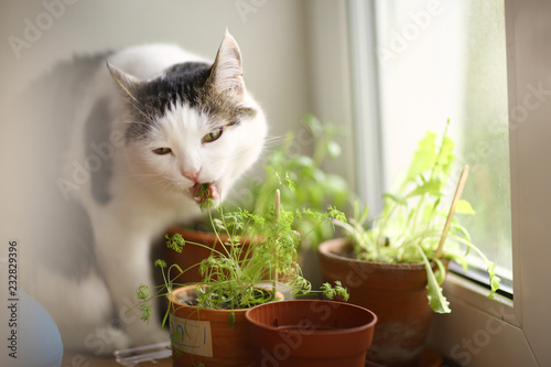 Fototapeta Naklejka Na Ścianę i Meble -  cat eating pot plants sprouts on windowsill