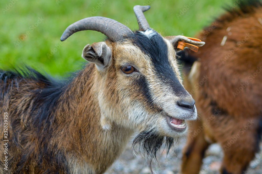 Bleating goat