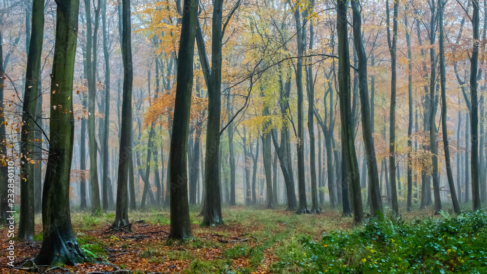 Autumn Blackwood forest background