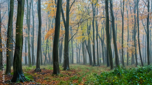 Autumn Blackwood forest background