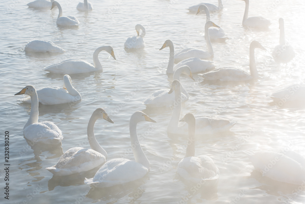 Obraz premium Beautiful white whooping swans swimming in the nonfreezing winter lake. The place of wintering of swans, Altay, Siberia, Russia.