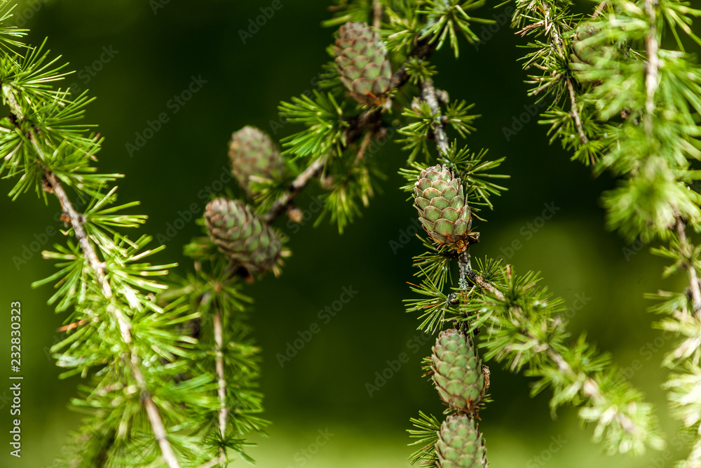 Evergreen pine tree branch with fresh green buds. Shallow depth of field - blurred green background. Evergreen pine tree branch with fresh green buds. Shallow depth of field - blurred green background.