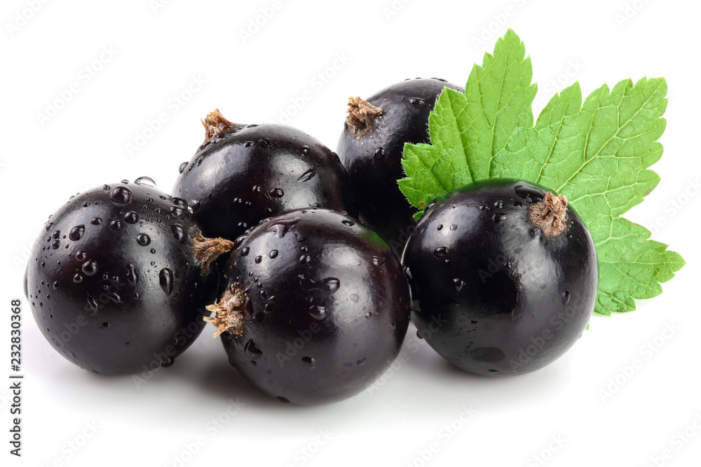 black currant with leaf isolated on white background black currant with leaf isolated on white background