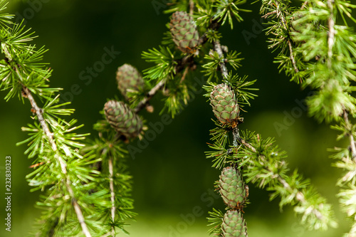 Evergreen pine tree branch with fresh green buds. Shallow depth of field - blurred green background.